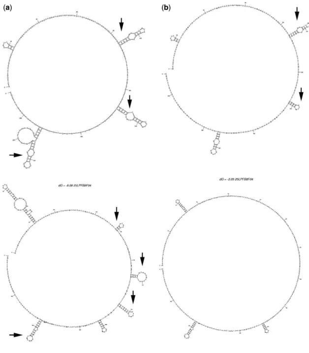 Figure 3. Most frequent predicted secondary structures found on the 18S rDNA amplicon at (a) 55  C and (b) 65  C folding temperatures, using as an example two single nematodes