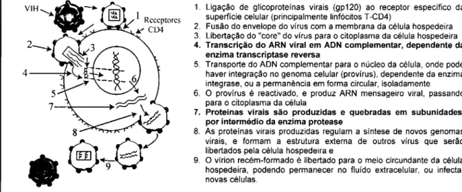 Figura 2 -  Ciclo vital  do  VIH  na célula  humana (adaptado  de Antunes,  2005;  Mansinho, 2005; 
