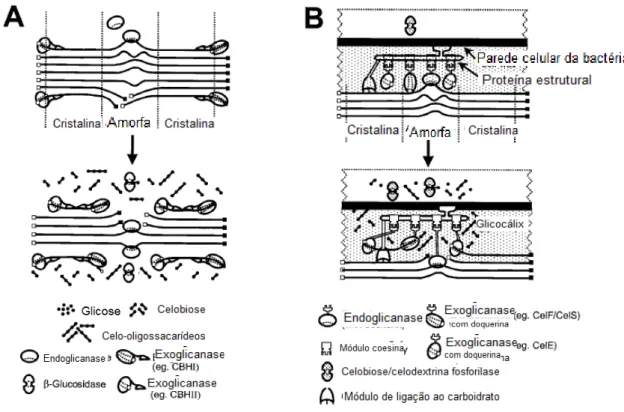 Figura  4.  Esquema de hidrólise da celulose microcristalina e amorfa pelas enzimas  livres (a) e as contidas em complexo de celulases (b) Modificado de Lynd et al.(2002)