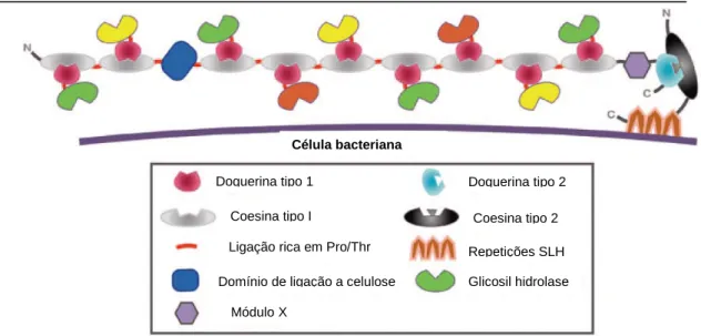 Figura  5.  Esquema do celulossoma da bactéria Clostridium  thermocellum. Modificado de  Demain et al