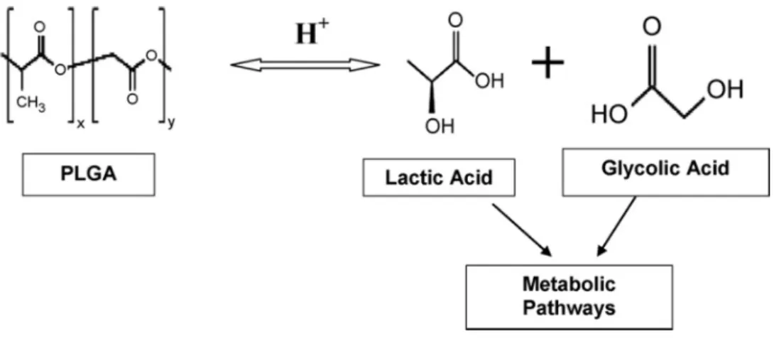 Figura 1. Estrutura química do PLGA e seus constituintes, em que x e y representam respectivamente as quantidades  de ácido lático (PLA) e ácido glicólico (PLG)