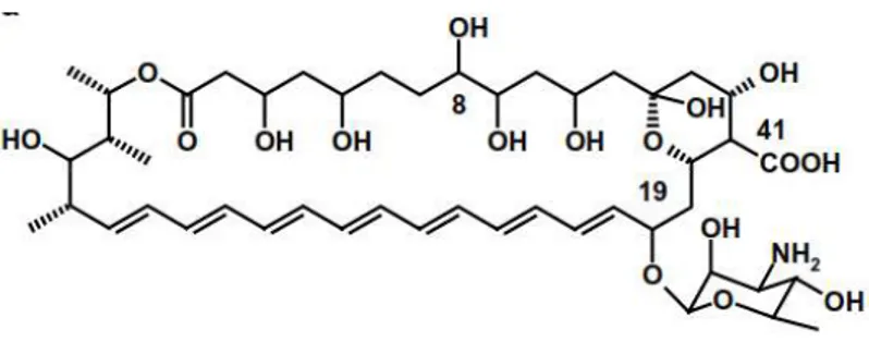 Figura 2. Estrutura química da Anfotericina B (LEMKE et al., 2005). 