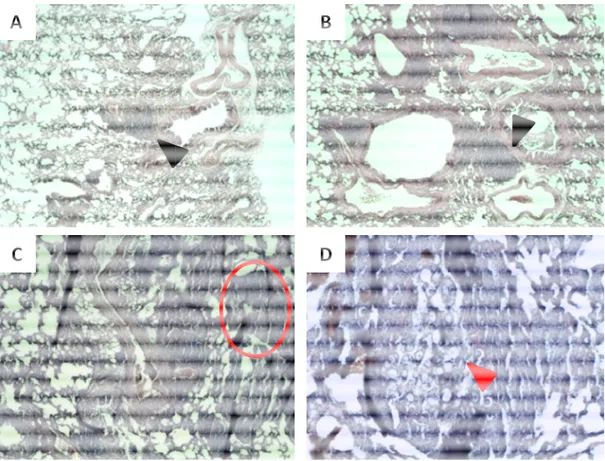 Figura  9.  Fotomicrografia  dos  pulmões  de  animais  infectados  com  anfotericina  B  lipossomal  (AMBISOME,  A