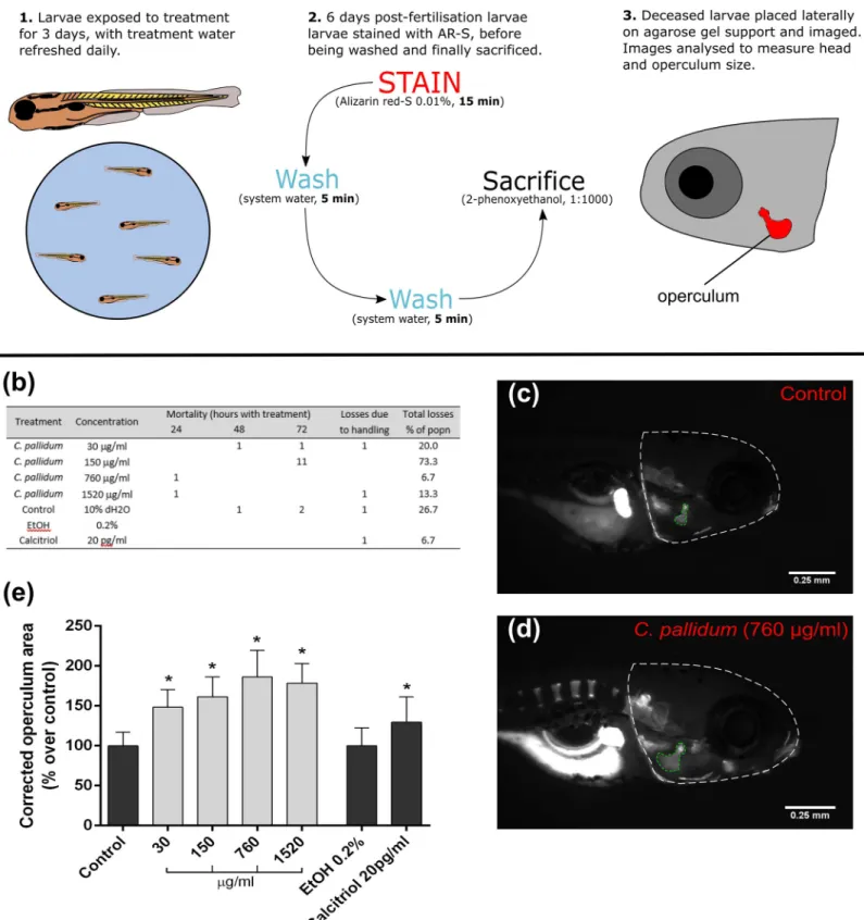 Fig 4. In vivo osteogenic effects of C. pallidum extract–operculum model. (a) Schematic detailing the method used for the operculum bone growth model