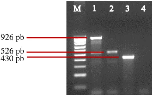 Figura 7 – Multiplex-PCR para identificação de S. pseudintermedius, S. schleiferi e S