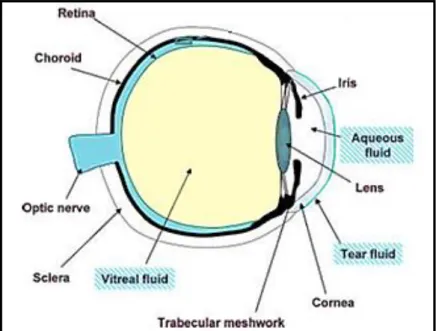 Figure 1 - Illustration of the human eye and of the ocular fluids (adapted from [12]).