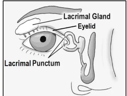 Figure 2 - Illustration of tear production and drainage (adapted from [10]).