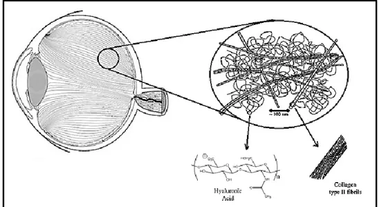 Figure 4 - Illustration of the vitreous humor structure (adapted from [27,28]). 