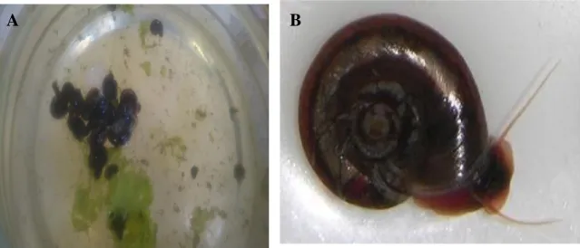 Figura 6 - Caramujos da espécie Biomphalaria glabrata.  A. Caramujos em meio de cultura  do Laboratório de Ecotoxicologia da Embrapa Cerrados