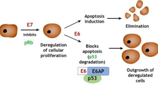 Figure  3.  E6  and  E7  oncoproteins  mechanism  of  action  (adapted  from  Hope-Seyler  and  co-workers,  2017) 24 