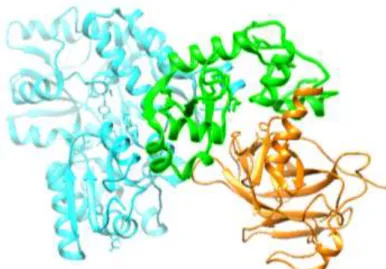 Figure 4. Crystal structure of the HPV16 E6/E6AP/p53 ternary complex (E6AP – blue, p53 – orange, E6 –  green) (PDB ID: 4XR8)