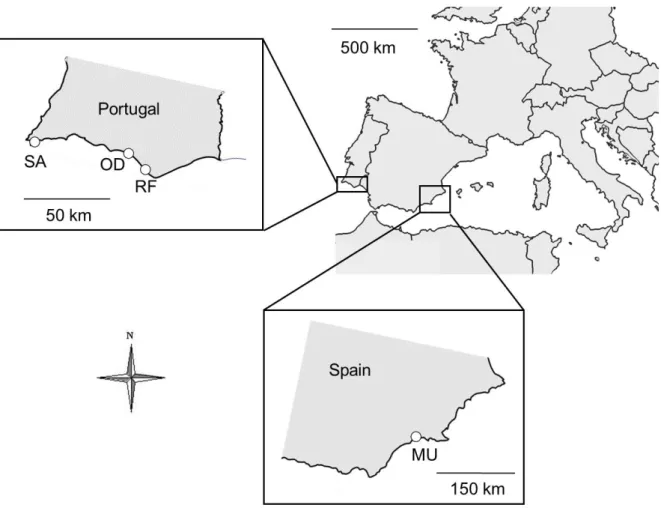 Fig. 1. Sampling locations of H. arguinensis (SA, OD and RF) and H. mammata (OD, RF and  MU)