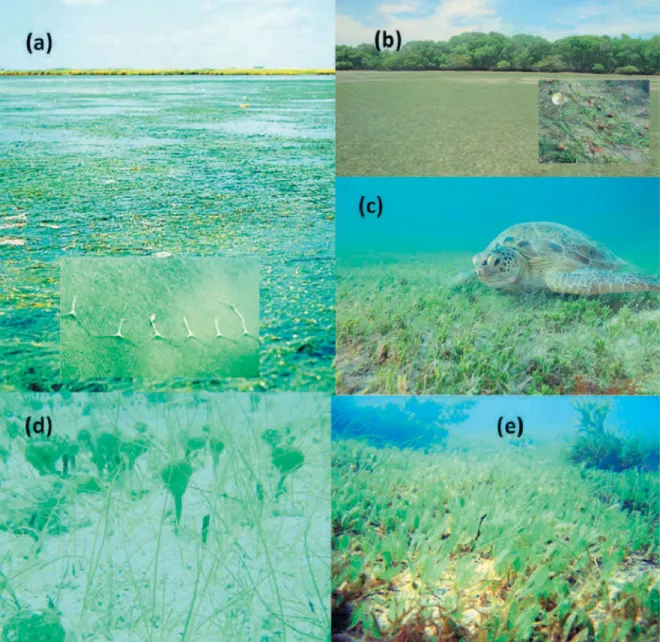 Figure 5. Seagrass habitats and species. a) Meadows of Ruppia maritima