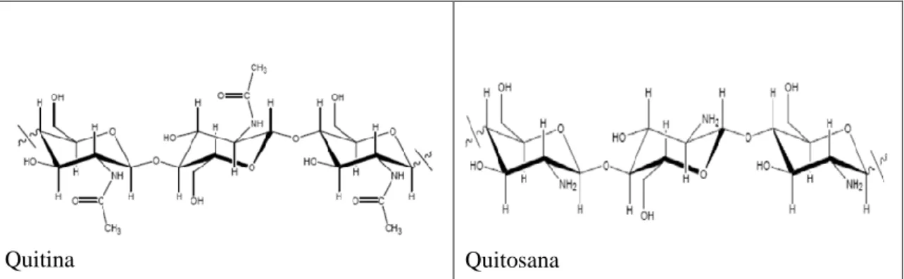 Figura 3.4- Estrutura química da quitina e quitosana. Fonte: Gonçalves et.al., (2011)