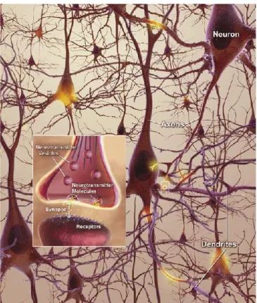Figure 1.1 Neuronal network in a healthy brain (Rodgers, 2008).  