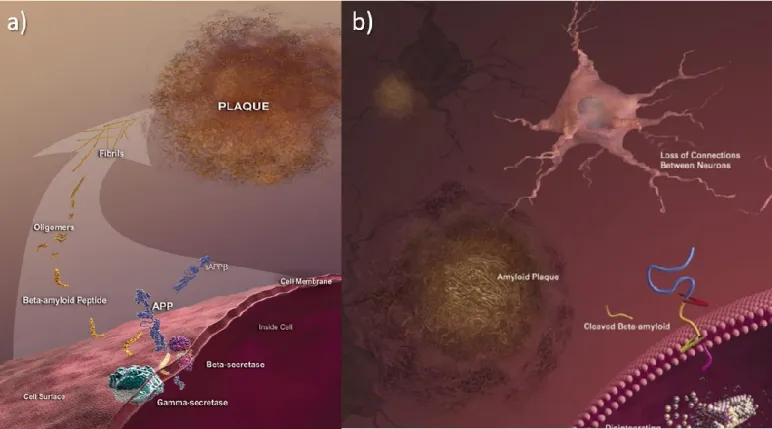Figure 1.2 Formation of β-amyloid plaques (a, b) (Rodgers, 2008).  