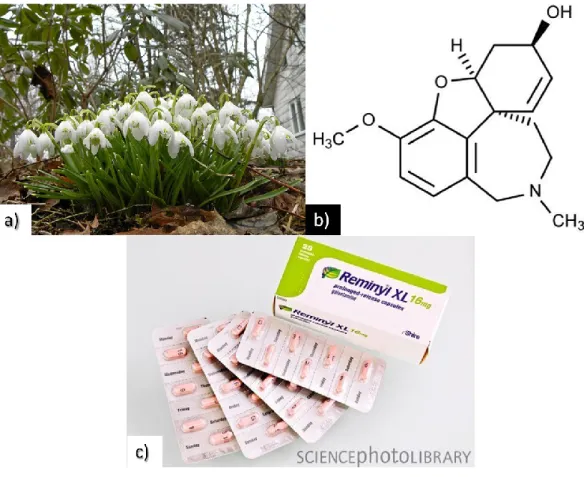 Figure 1.6 a) General aspect of Galanthus worownii  