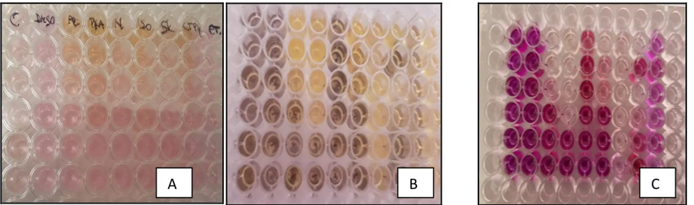 Figure 5. MTT assay performed on a 96-well plate (HepG2 cell line). Cells were plated and treated with extracts  for 48h (A)