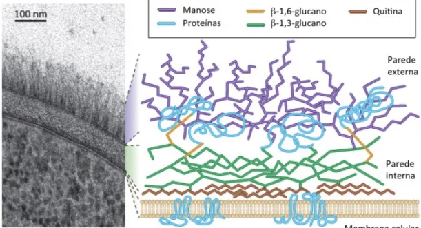 Figura 2. Estrutura de parede celular do fungo Candida albicans (Gow et al., 2012). 