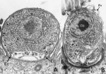Figura 8 – Trofozoíto (A) e merozoíto de Cryptosporidium spp. no estadio inicial da adesão à  célula epitelial (B); imagens de microscopia eletrónica de transmissão