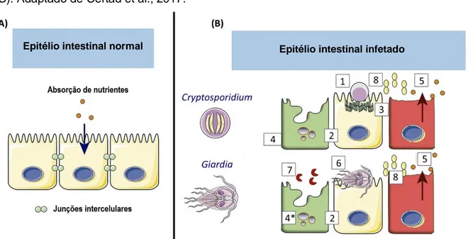 Figura  13  –  Mecanismos  patogénicos  de  Giardia  e  Cryptosporidium.  Representação  esquemática do epitélio intestinal saudável (A) e após a infeção por estes dois protozoários  (B)