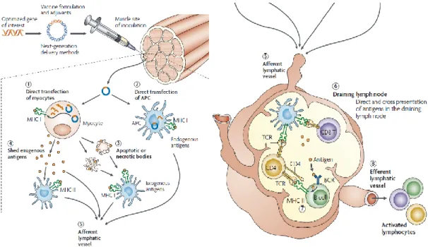 Figure 5 - Immunological mechanisms of DNA vaccines. Plasmid enters the nucleus of transfected cells  and  initiate  gene  transcription,  which  is  followed  by  formation  of  antigens  as  proteins  or  as  peptide  strings
