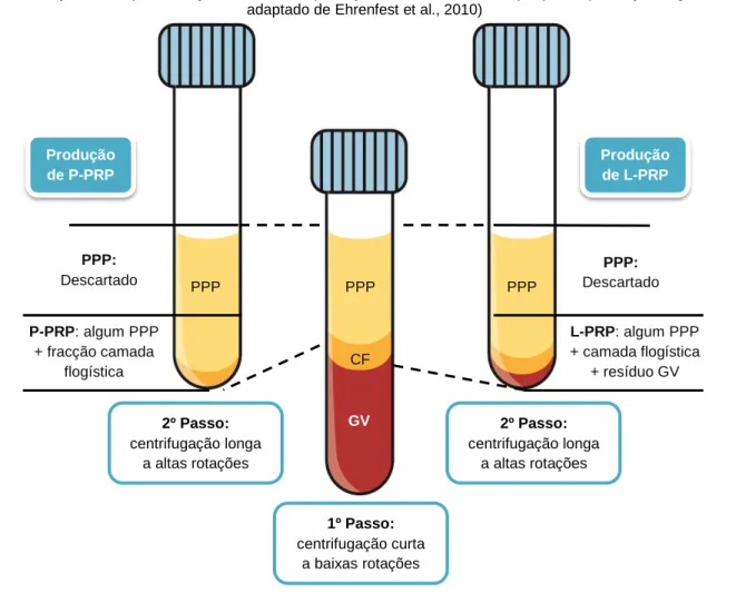 Ilustração 1 – esquematização das fases de produção de concentrados de plaquetas (ilustração original; 