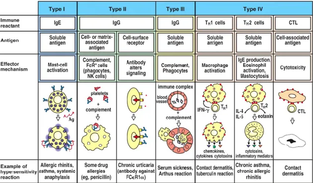 Figure 1. Types of hypersensitivity reactions (adapted from [6]). 