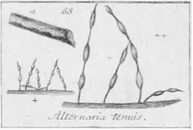 Figure 3. A. tenuis description by Christian von Esenbeck (1817) (adapted of [13]) 
