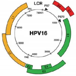 Figure 1 - Genome and structural organization of the HPV-16. The HPV-16 genome is represented as a  black circle with the early (p97) and late (p670) promoters marked by arrows