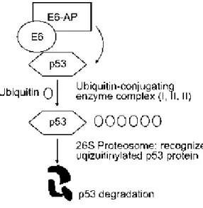Figure 2 - Representation of the E6 protein-p53 tumor suppressor protein interaction. The E6 binds  to  E6-AP  and  to  p53,  which  gets  marked  for  ubiquitination  mediated  by  the  E6-AP  and  then  suffers  proteasomal degradation [16]
