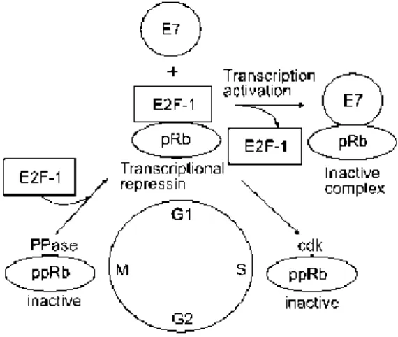 Figure  3  –  Representation  of  the  E7  protein-pRb  protein.  In  physiologic  conditions,  the  hypophosphorylated  pRb  form  complexes  with  E2F,  negatively  regulating  the  progression  of  the  cell  cycle