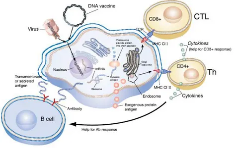 Figure 4 - Representation of the mechanisms of both humoral and cellular immune responses