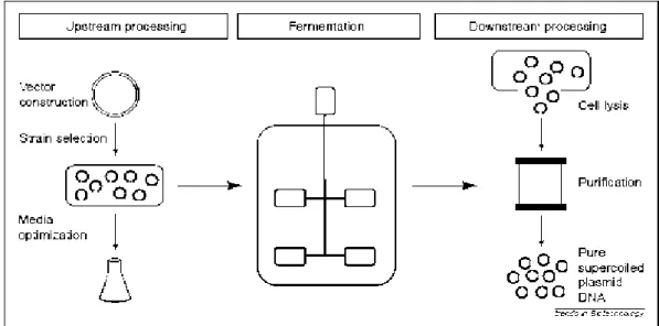 Figure 5 - Representation of the three essential stages to obtain pure sc pDNA [61]. 