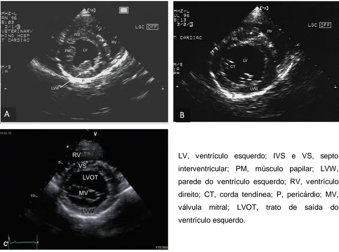 Figura  6.  Imagens  ecocardiográficas  em  modo  B  dos  cortes  transversais  do  ventrículo  esquerdo  ao  nível  dos  músculos  papilares  (A),  cordas  tendíneas  (B)  e  válvula  mitral  parcialmente aberta (C) (Adaptado de Boon, 2011)