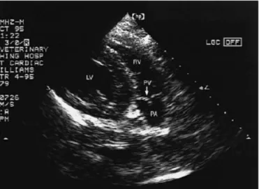 Figura  9.  Imagem  ecocardiográfica  em  modo  B  do  corte  oblíquo,  através  da  janela  paraesternal direita (Adaptado de Boon, 2011)