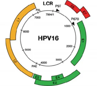Figure 1. Structure and genome organization of the HPV-16. The HPV-16 genome (7904 bp) is shown as a  black circle with the early (p97) and late (p670) promoters marked by arrows