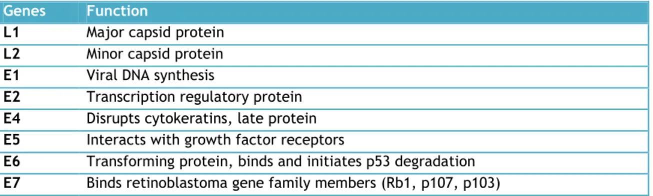Table  2.    A  brief  description  of  the  functions  of  human  papillomavirus  open-reading  frames  (adapted  from [26]) 