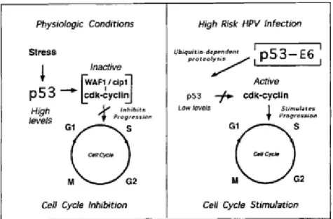 Figure  2.  Effect  of  the  interaction  between  E6  protein  and  p53  tumor  suppressor
