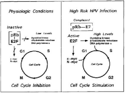 Figure 3. Effect of the interaction between the E7 protein and pRB protein (Left) In normal physiologic  conditions,  the  pRB  protein  forms  complexes  with  E2F  by  phosphorylation  of  the  pRB  with   cyclin-dependent kinases and consequently the Rb