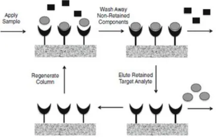 Figure  6.  Principle  of  affinity  chromatography.  Firstly,  a  sample  containing  the  target  molecule  is  injected onto  the column