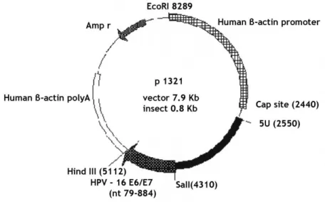 Figure 7. Plasmid HPV-16 E6/E7 backbone.
