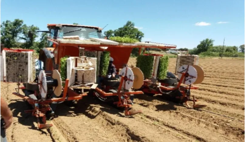 Figura 2. Plantador de alvéolos de 3 linhas no ensaio de Montemor 