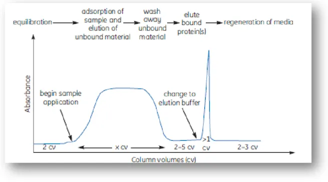 Figure 5 - Phases of a typical chromatographic procedure (adapted from [2]). 