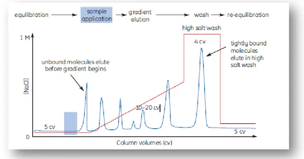 Figure 8 - Typical chromatographic profile obtained from anion exchange chromatography (adapted from  [2])