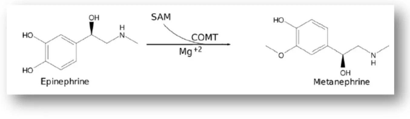 Figure 10  –  A typical reaction catalyzed by catechol-O-methyltransferase (COMT). SAM -  S-adenosyl-l- S-adenosyl-l-methionine; Mg 2+  - Magnesium (adapted from  [38] )