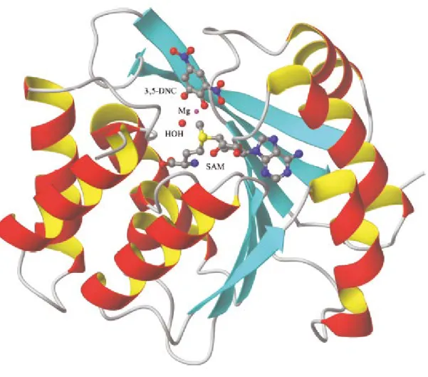 Figure 11 -  Schematic representation of the three-dimensional structure of COMT. The S-adenosyl-L- S-adenosyl-L-methionine co-substrate (SAM), the 3,5-dinitrocatechol (3,5-DNC), the magnesium ion, and coordinated  water molecules are depicted