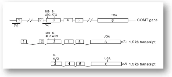Figure 12 - The COMT enzyme gene and their transcripts (adapted from [42]). 