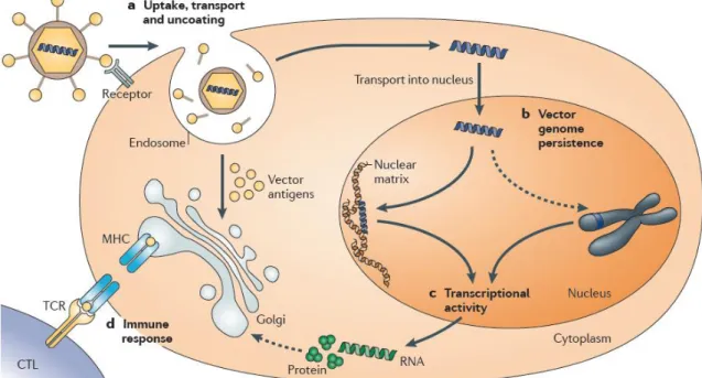 Figure 2. Barriers to delivery systems:  a) vector uptake, transport and uncoating, vectors are internalized by  various processes and they must reach escape the endosome to reach the nucleus without being degraded