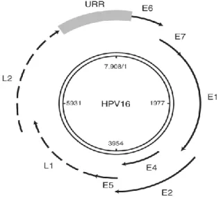 Figure  5. HPV  genome:  structure  and  organization. The  gray  box  represents  the upstream  regulatory 